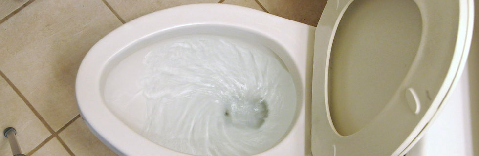Can I flush dog poop down the toilet?